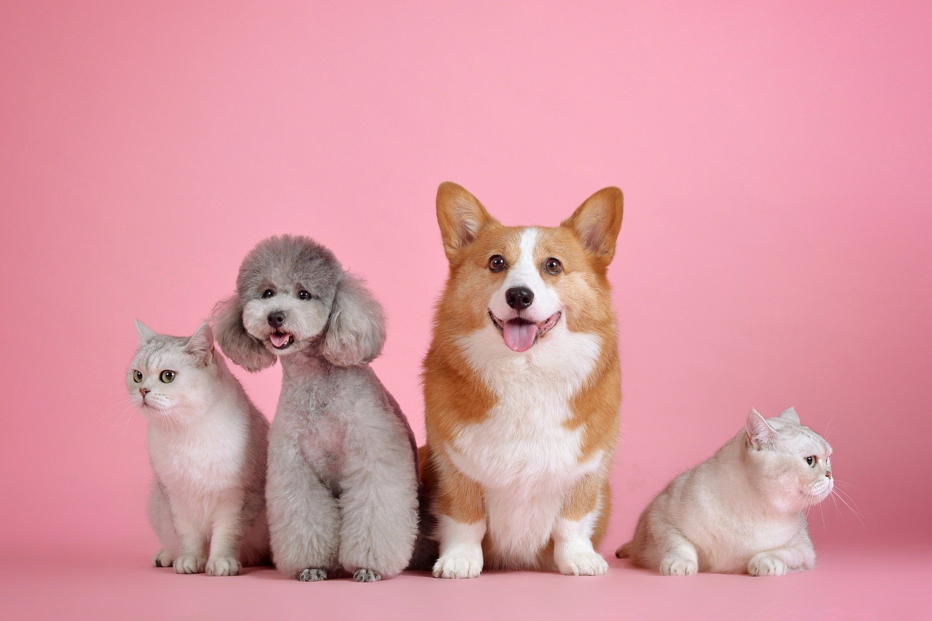 Somos totalmente Pet Friendly